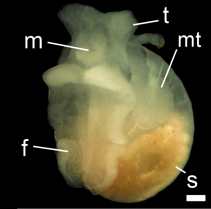 : Colobocephalus costellatus.