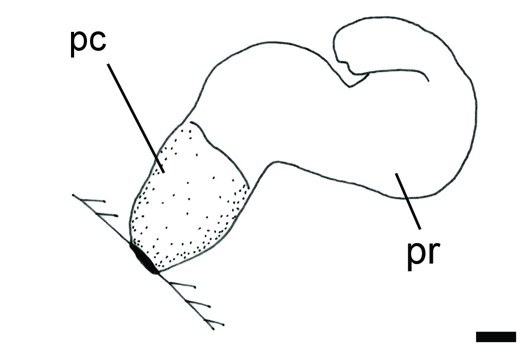 : Colobocephalus costellatus.