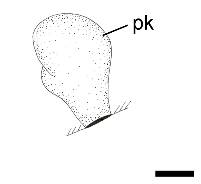 : Cylichna cylindracea.