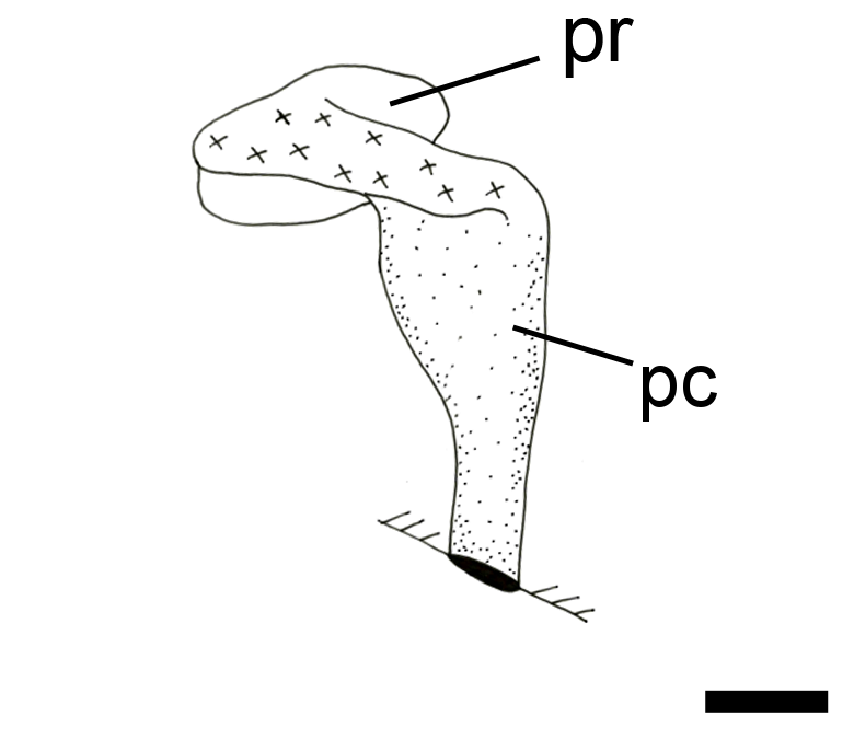 : Cylichna occulta.