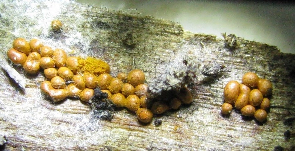 : Trichia scabra.