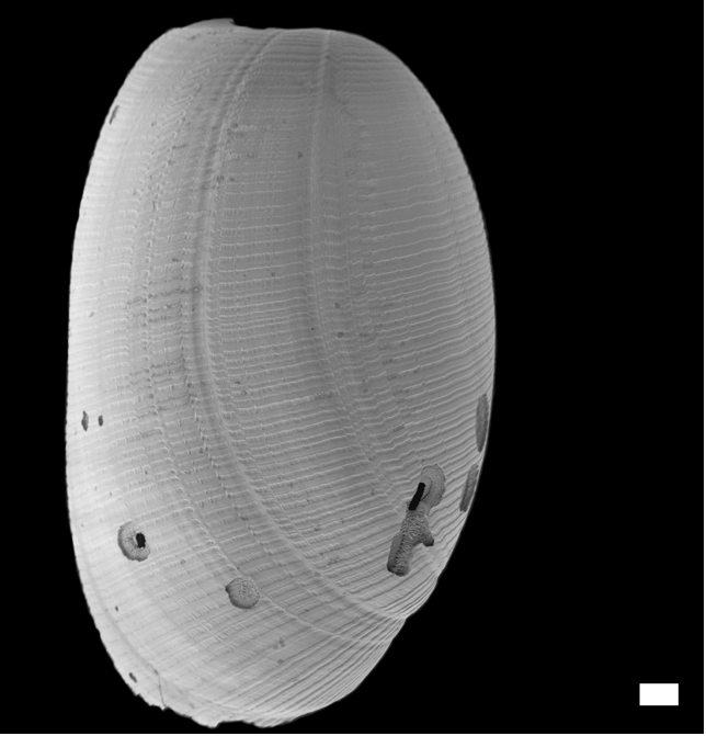 : Cylichna occulta.