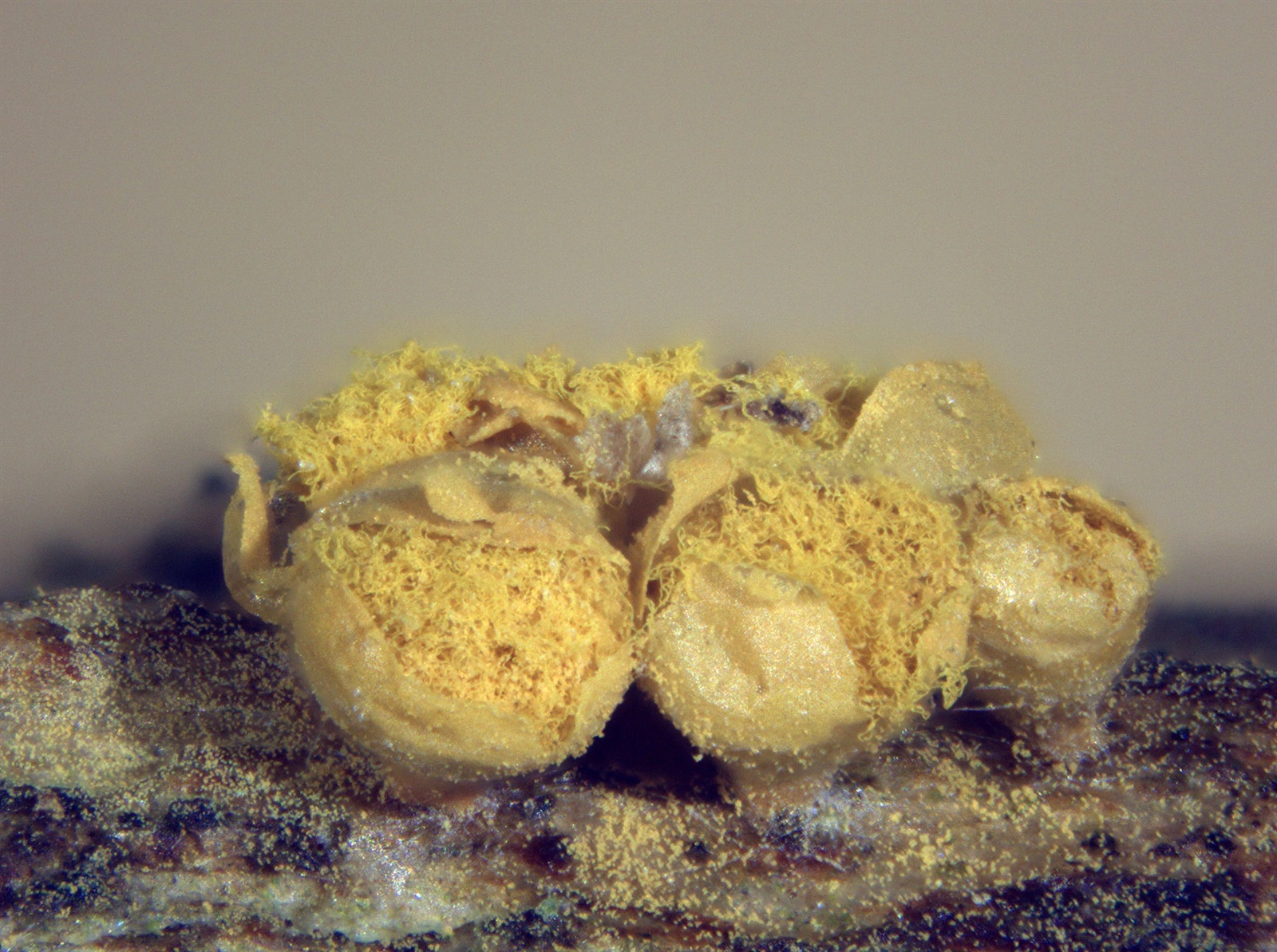 : Trichia varia.