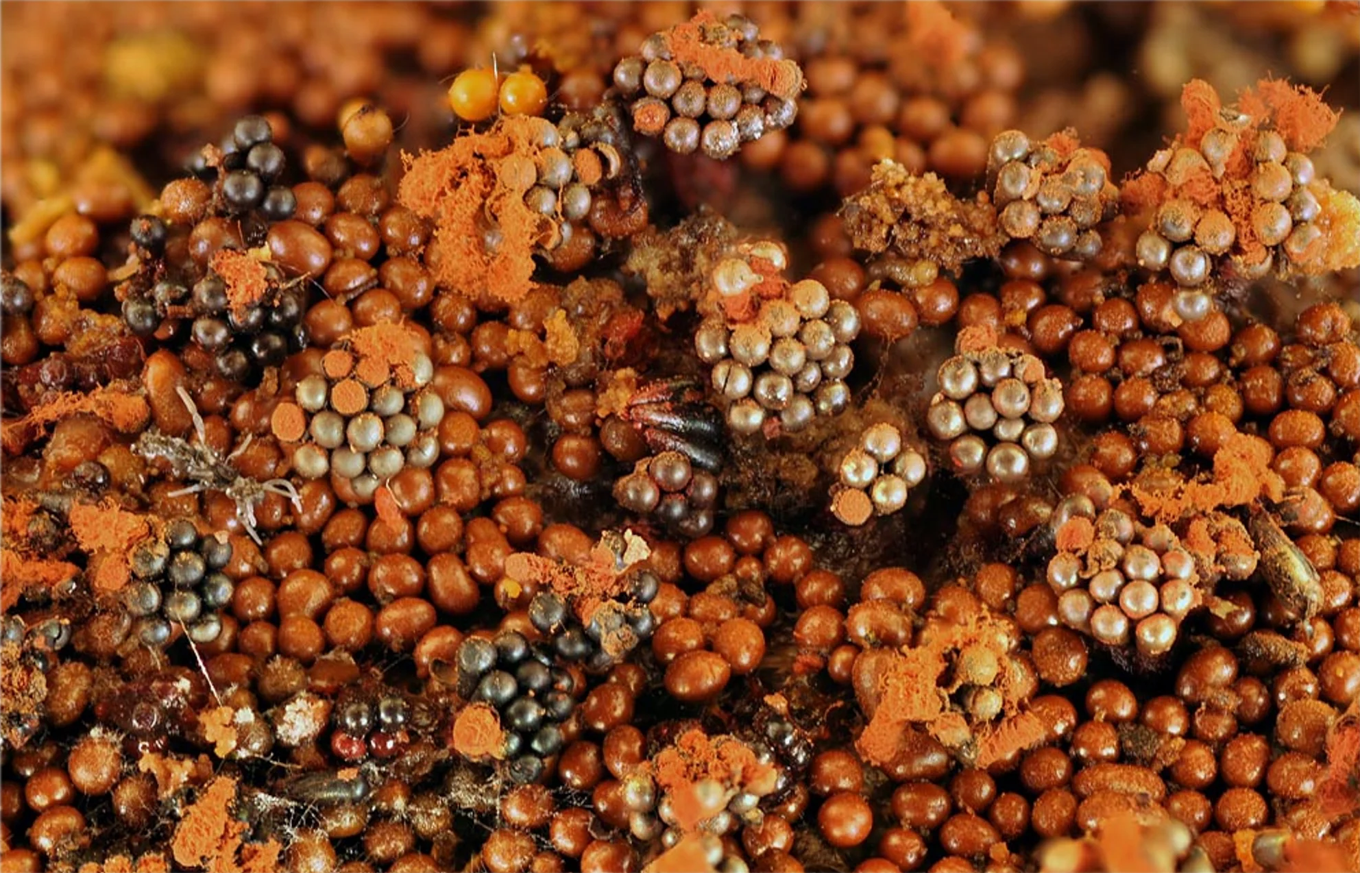 : Metatrichia vesparia.