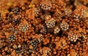 : Metatrichia vesparia.