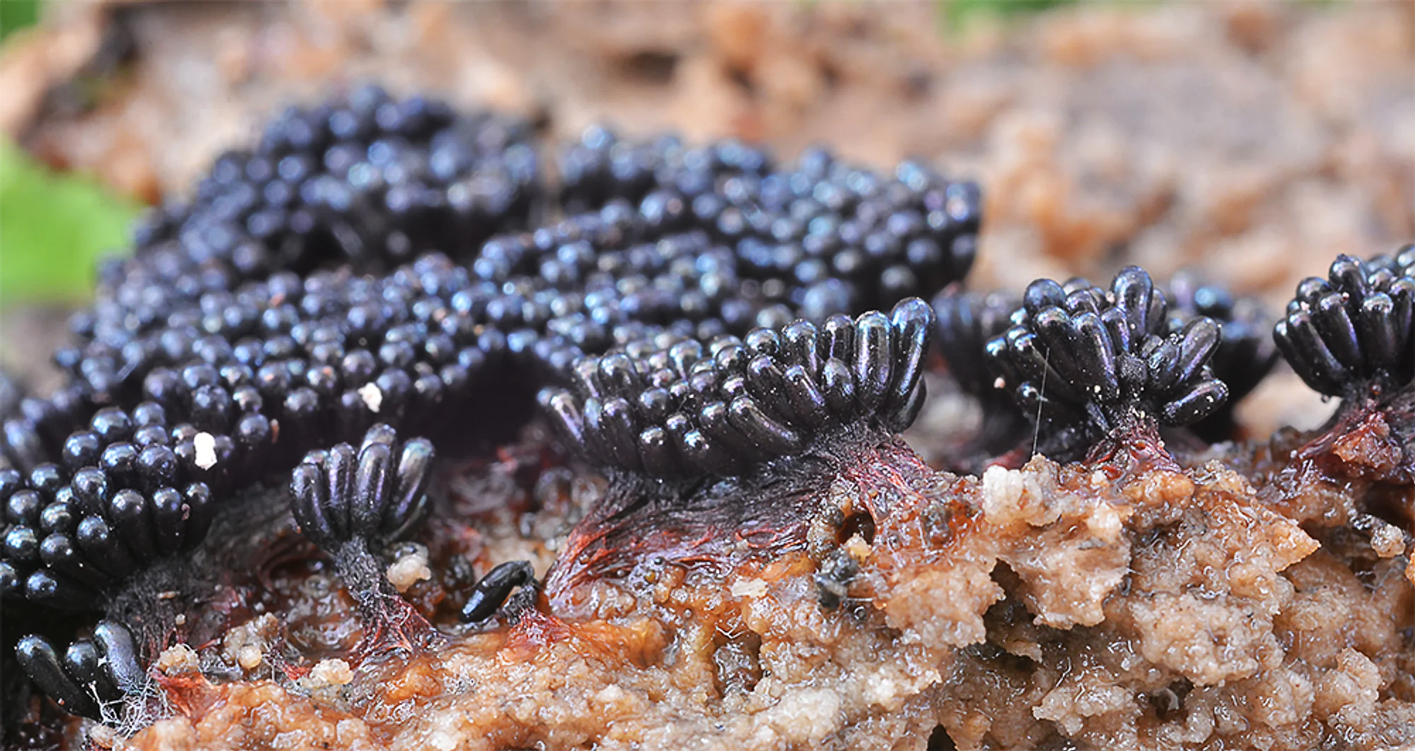 : Metatrichia vesparia.