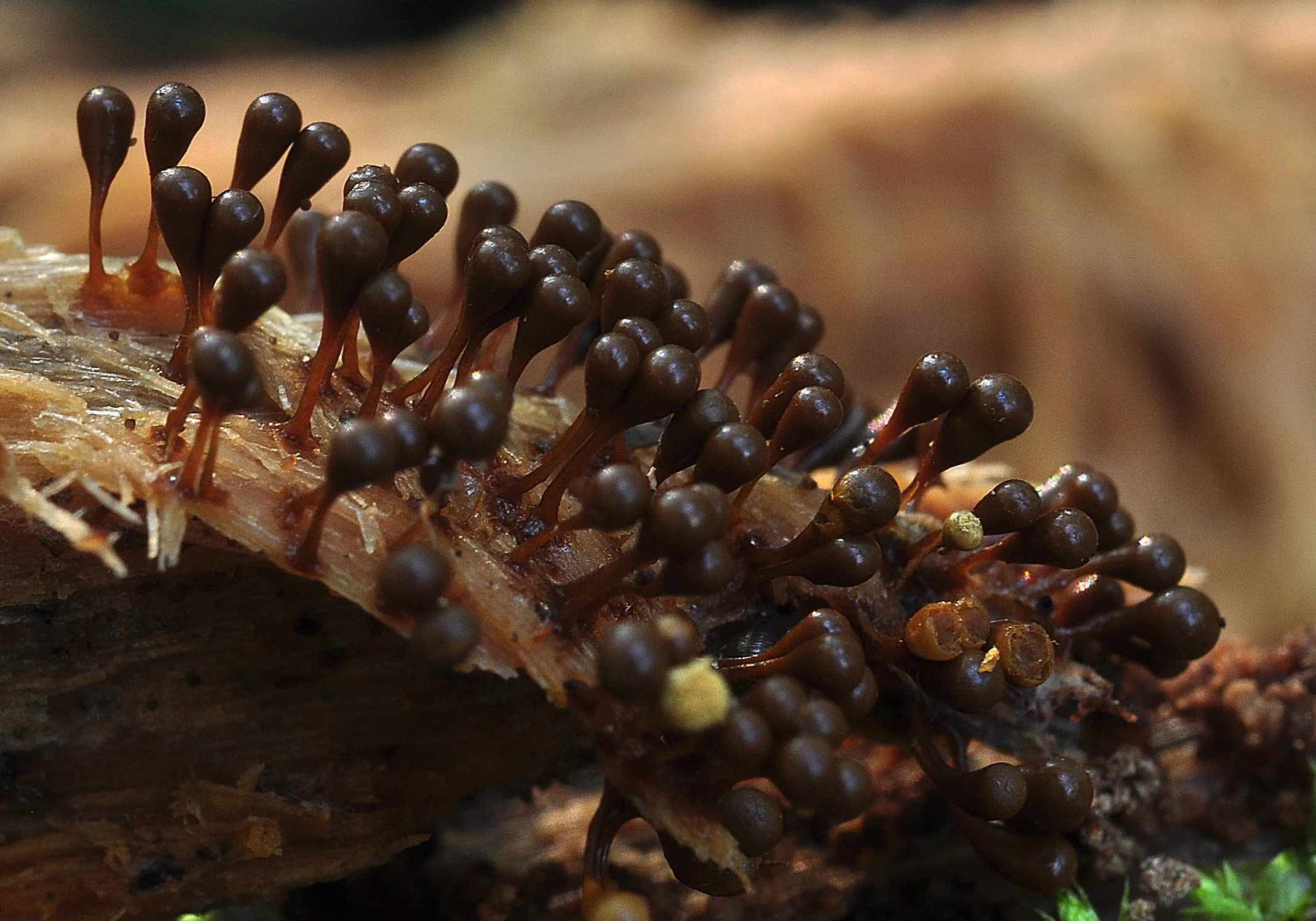 : Hemitrichia decipiens.