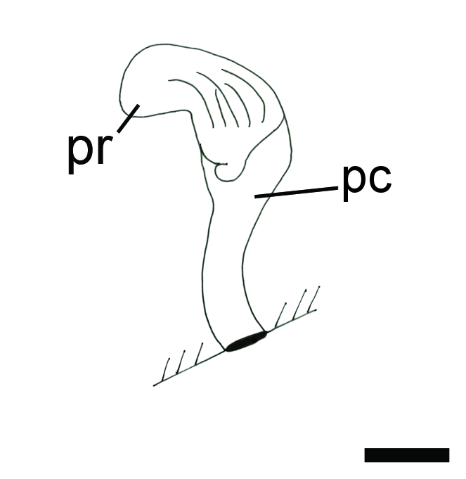 : Colpodaspis pusilla.