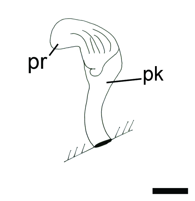 : Colpodaspis pusilla.