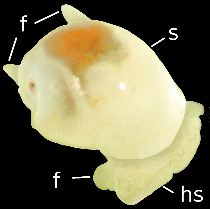 : Diaphana globosa.