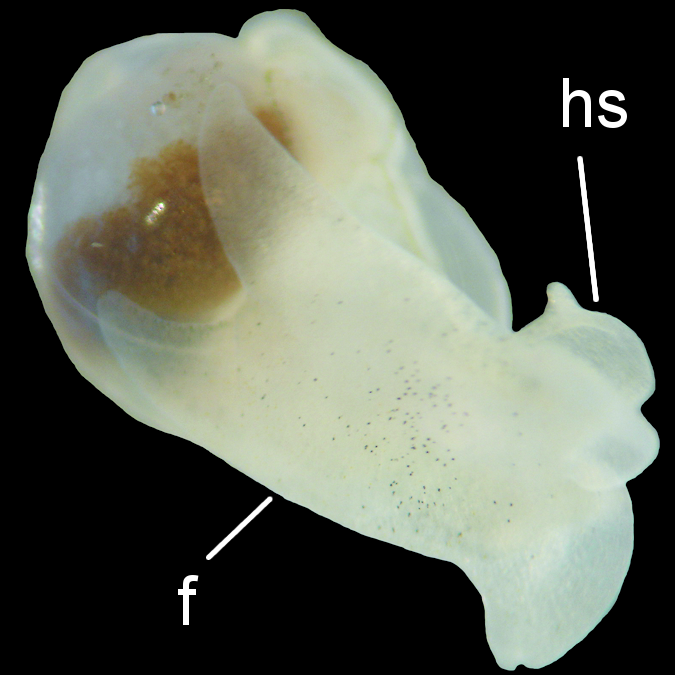 : Diaphana globosa.