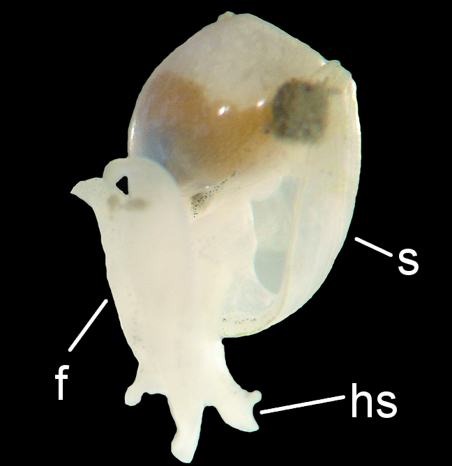 : Diaphana globosa.