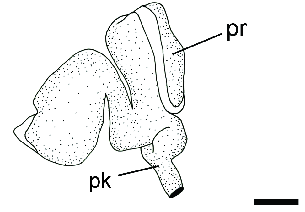 : Diaphana globosa.