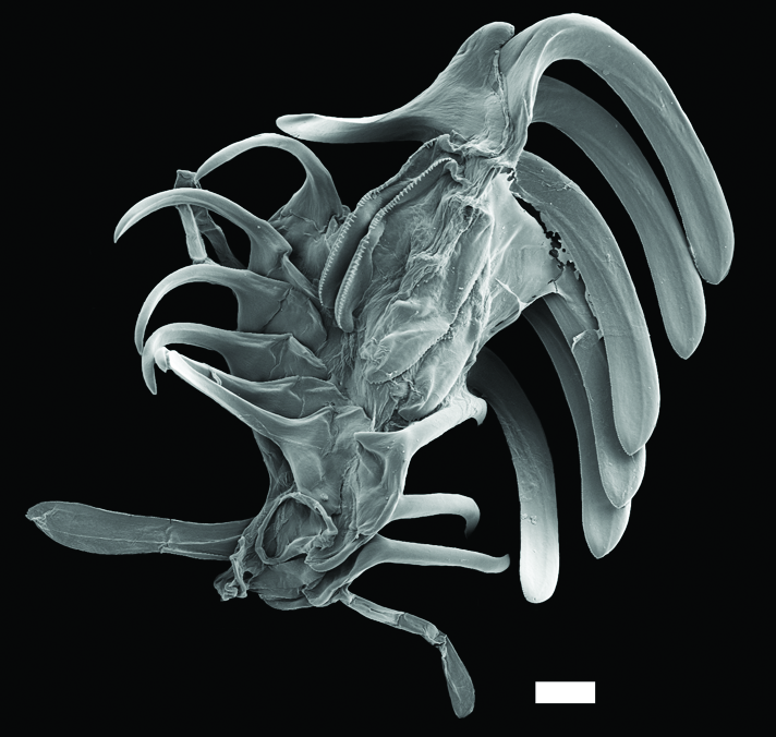 : Diaphana globosa.