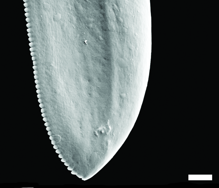 : Diaphana globosa.