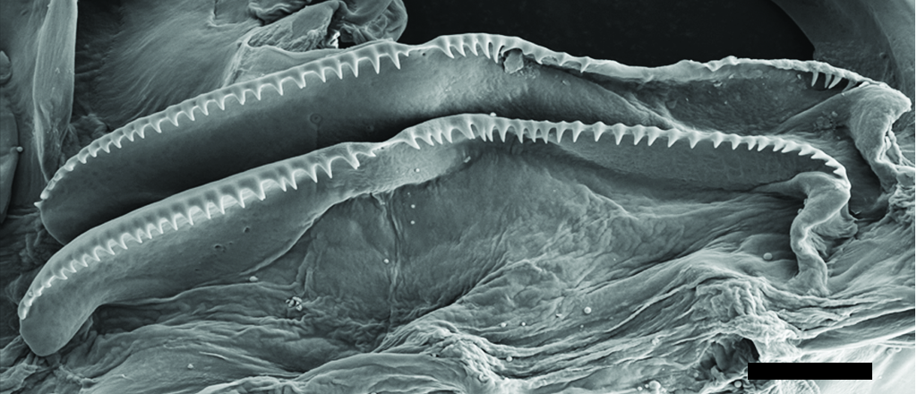 : Diaphana globosa.