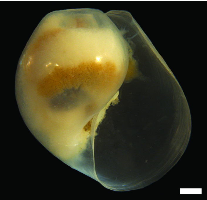 : Diaphana globosa.