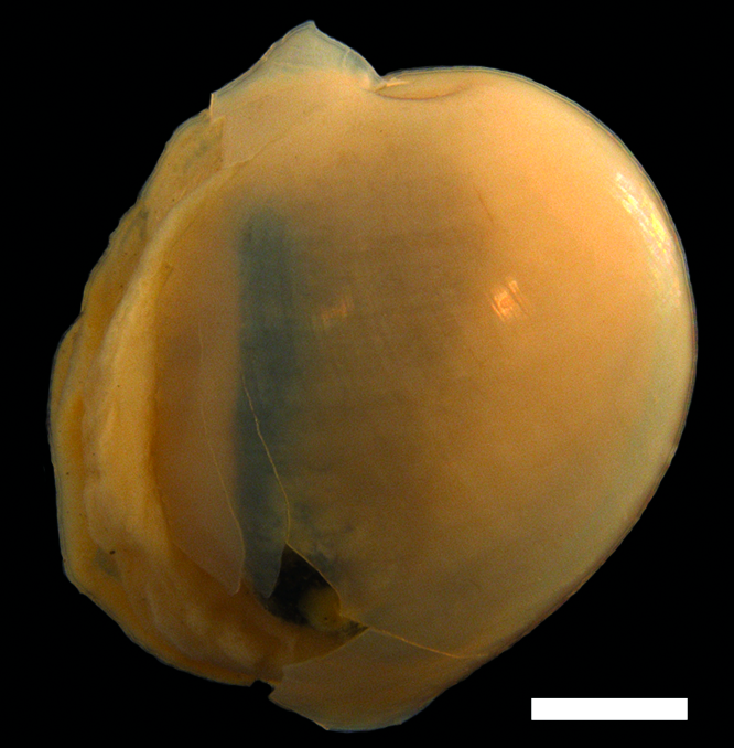 : Diaphana hiemalis.