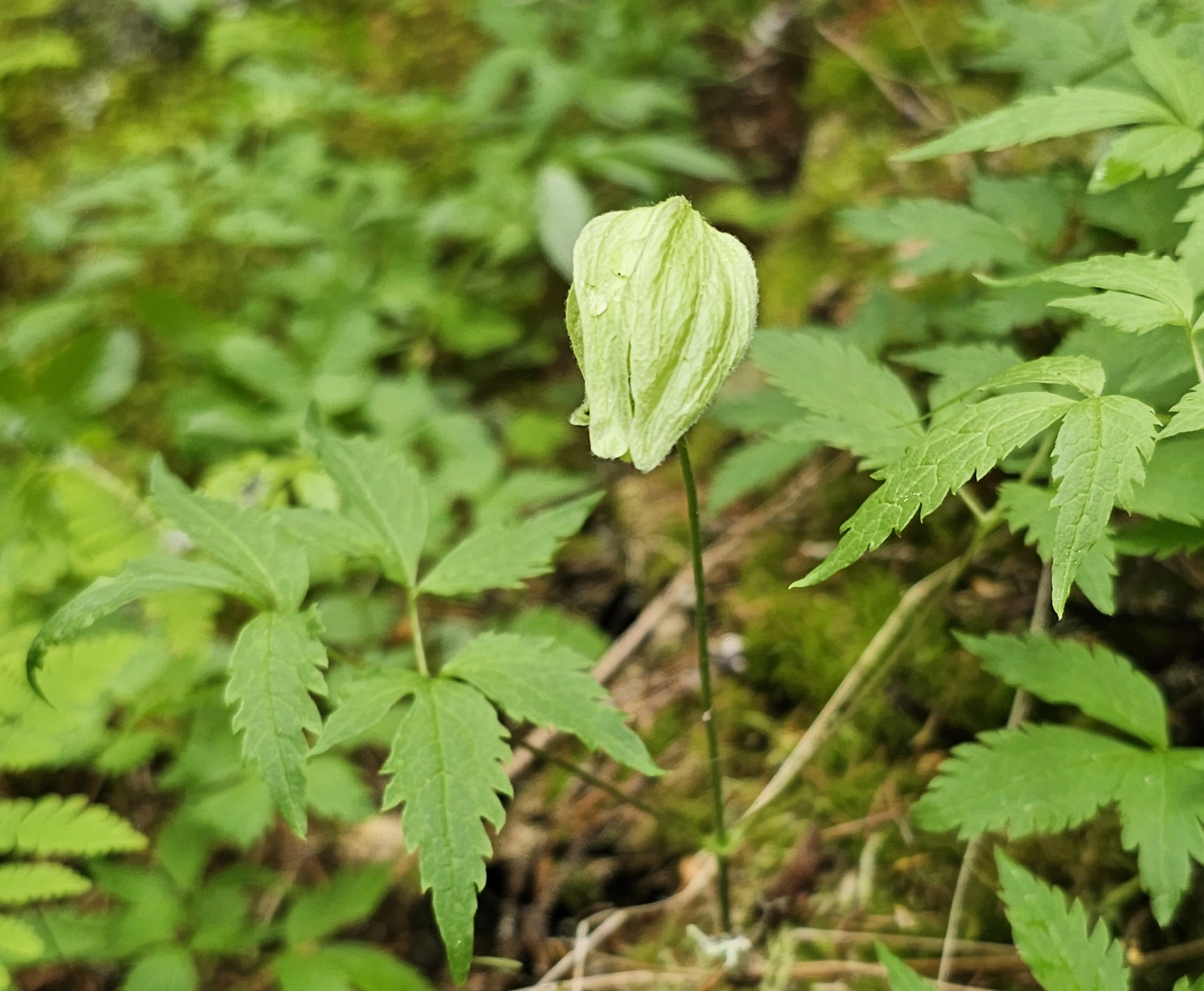 : Clematis sibirica.