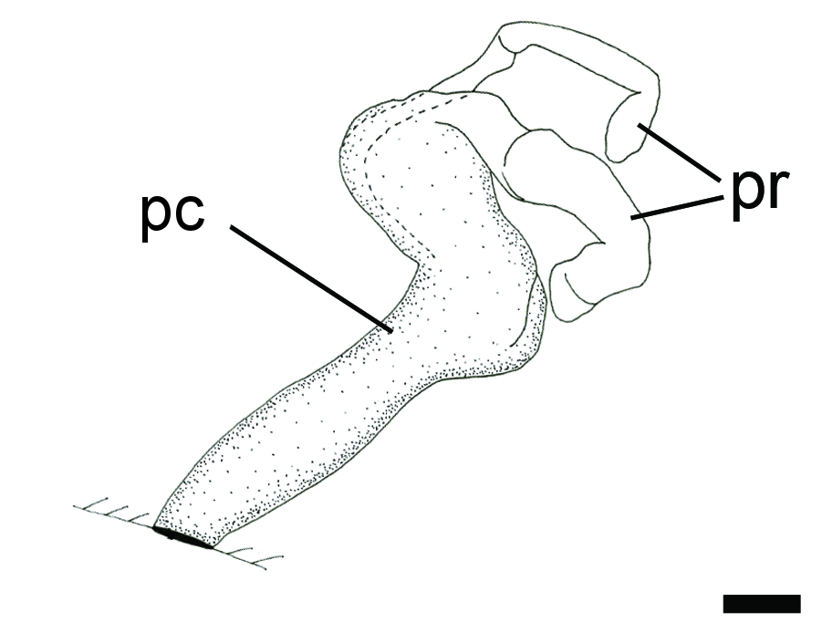 : Diaphana hiemalis.