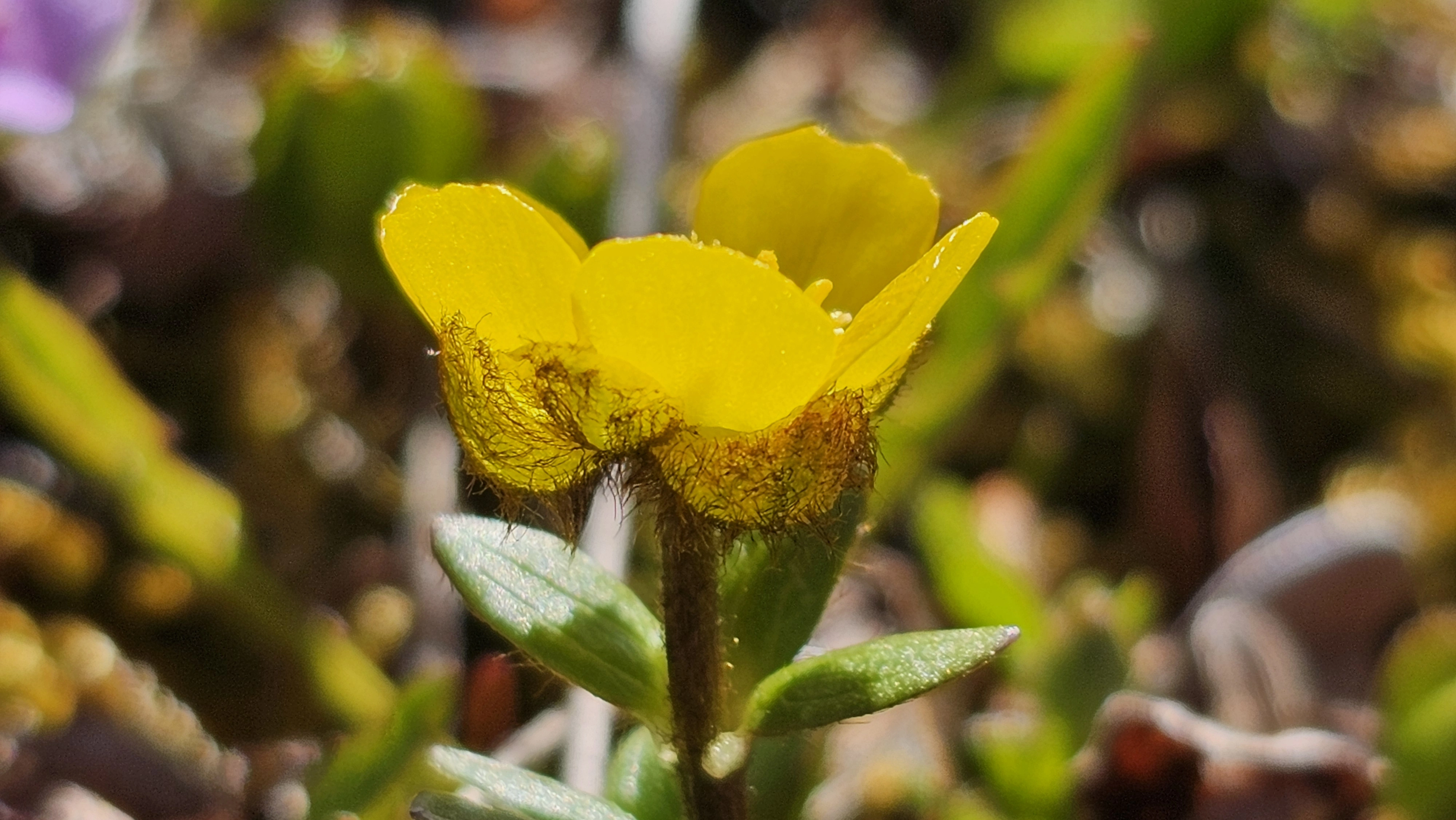 : Ranunculus nivalis.