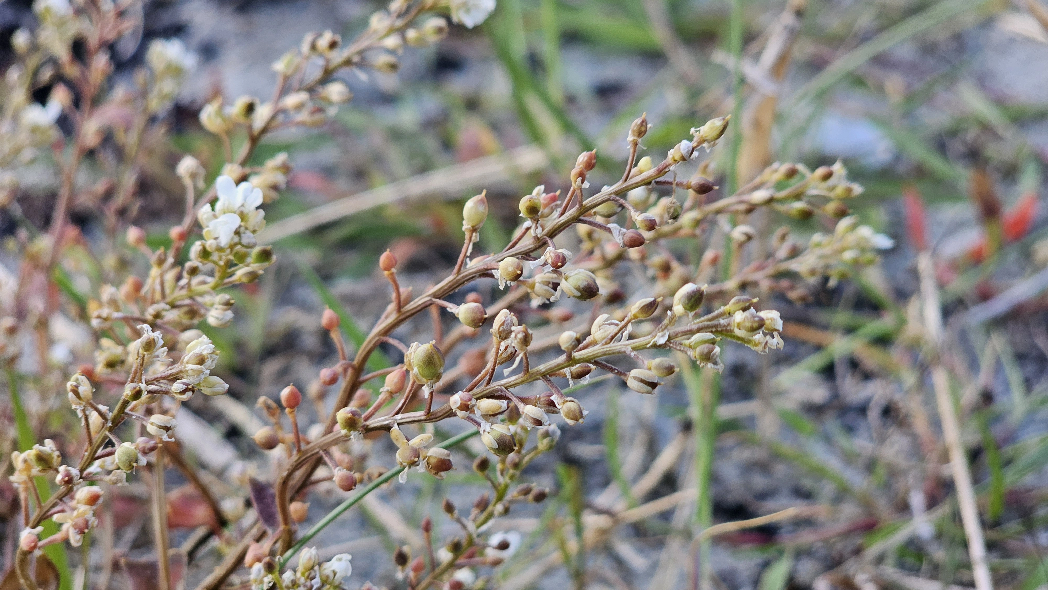 : Cochlearia anglica.