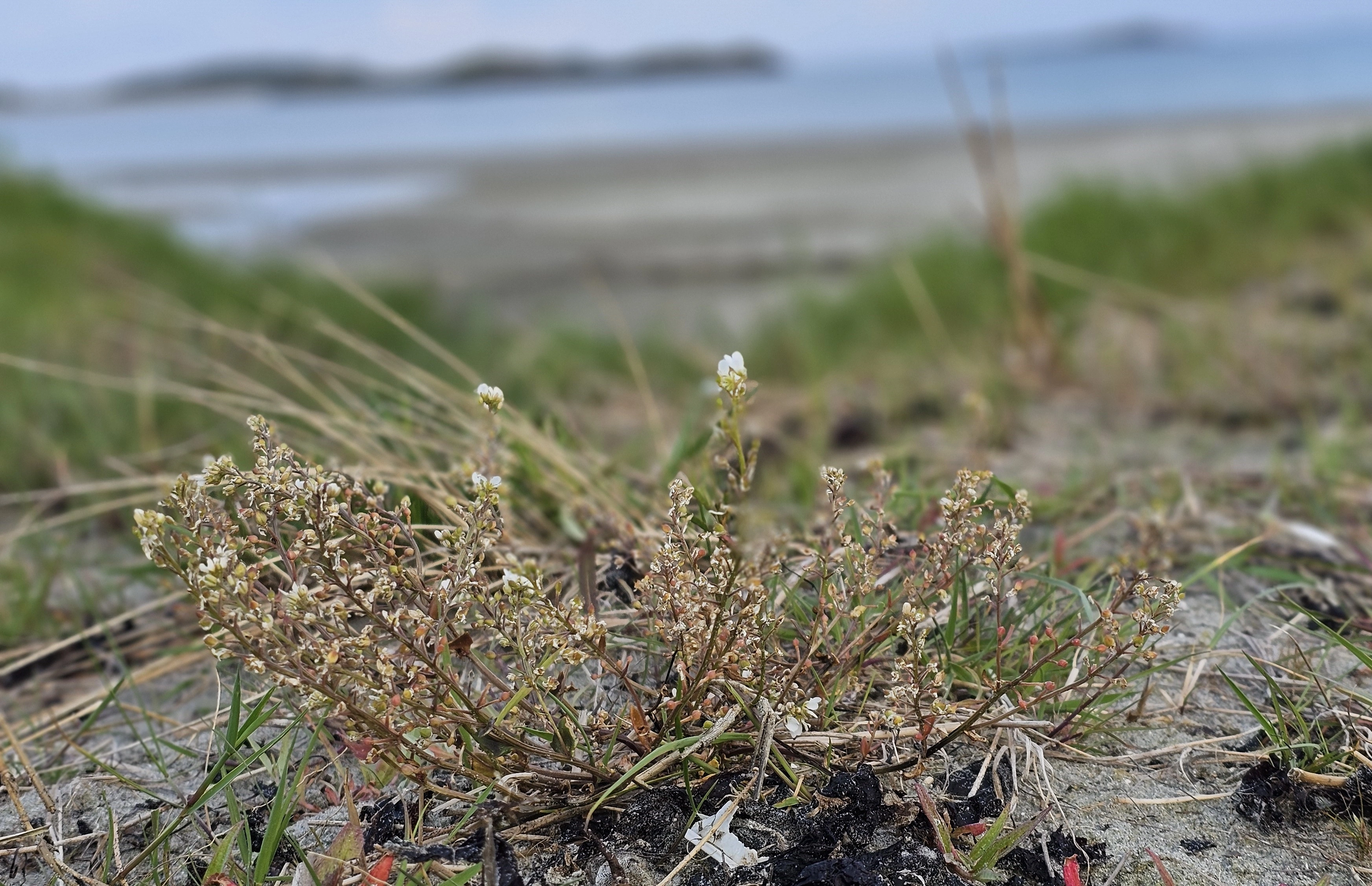 : Cochlearia anglica.