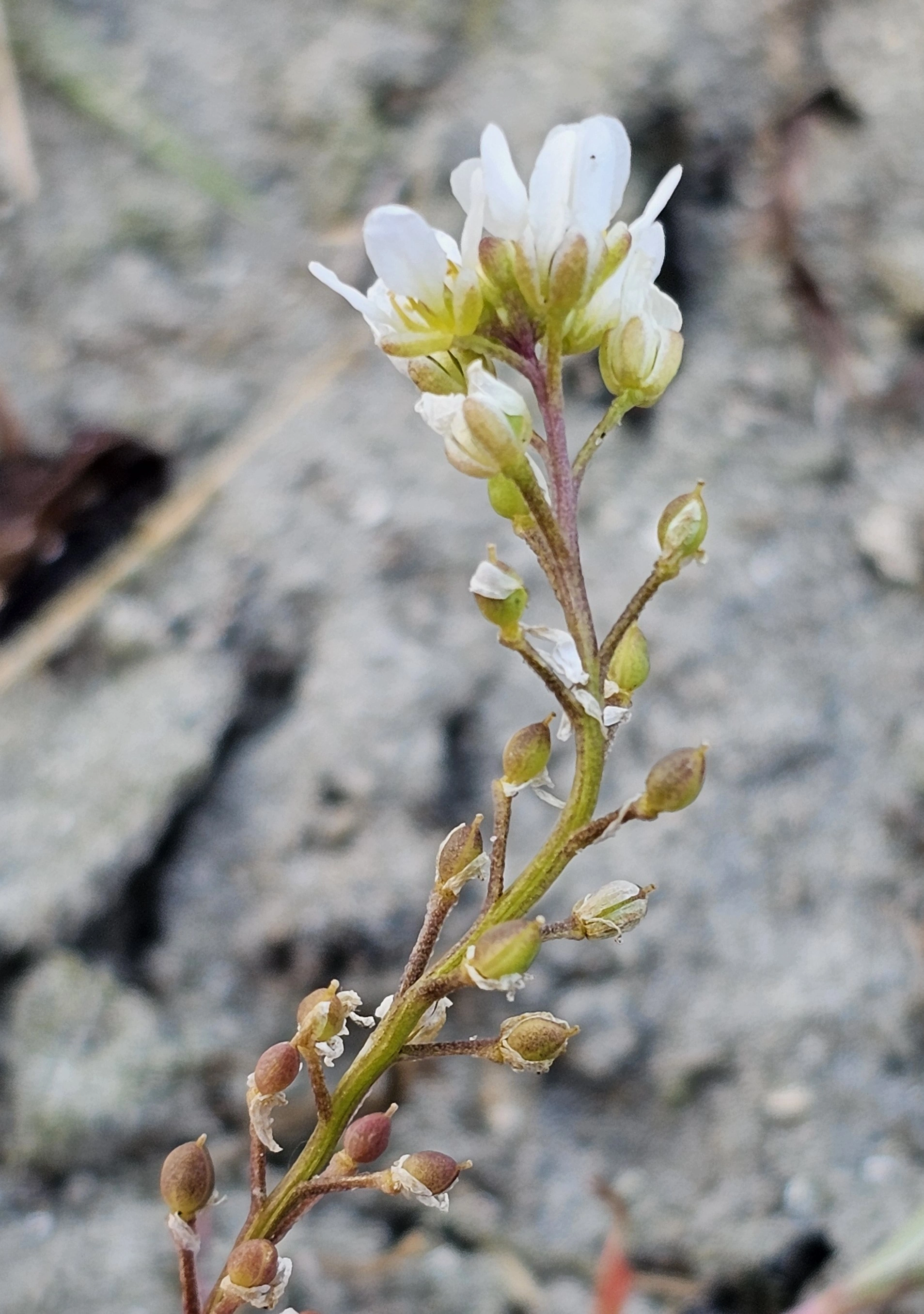 : Cochlearia anglica.