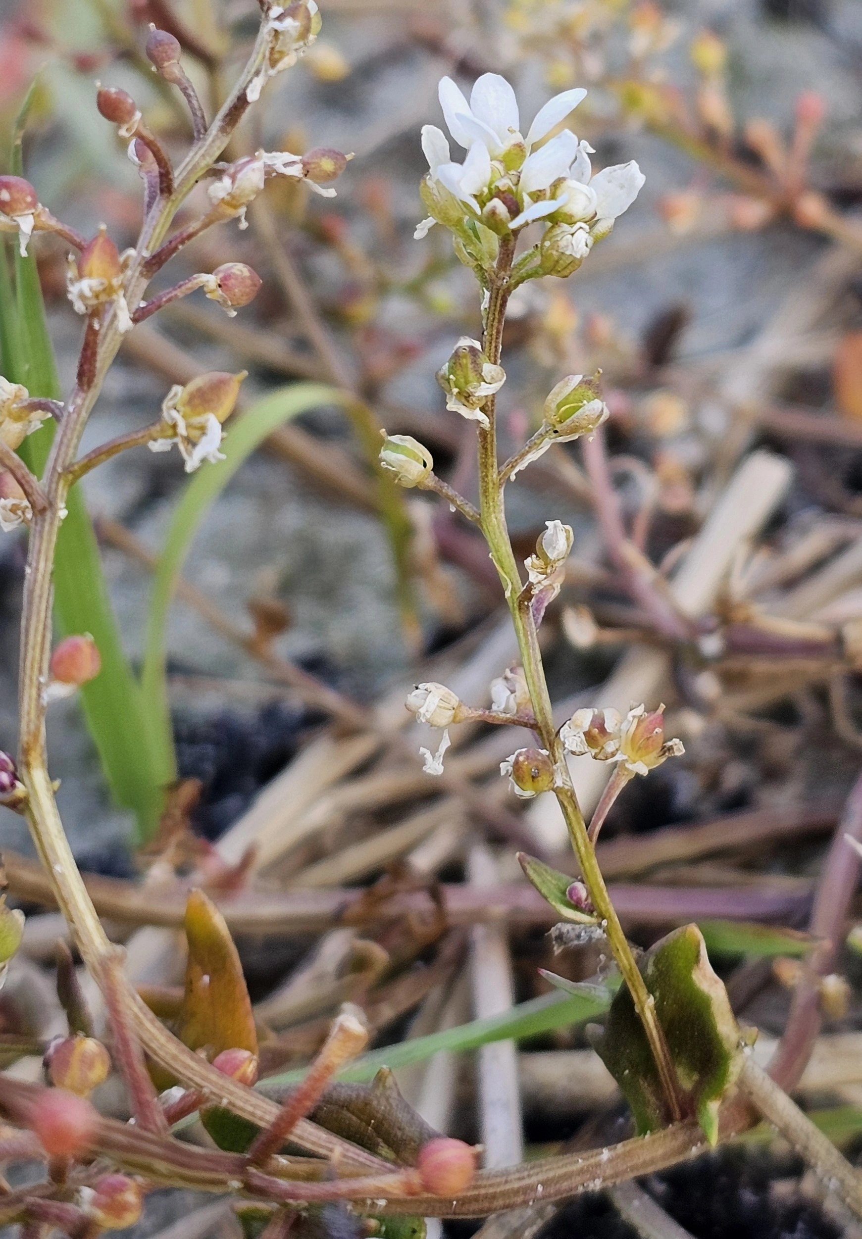 : Cochlearia anglica.