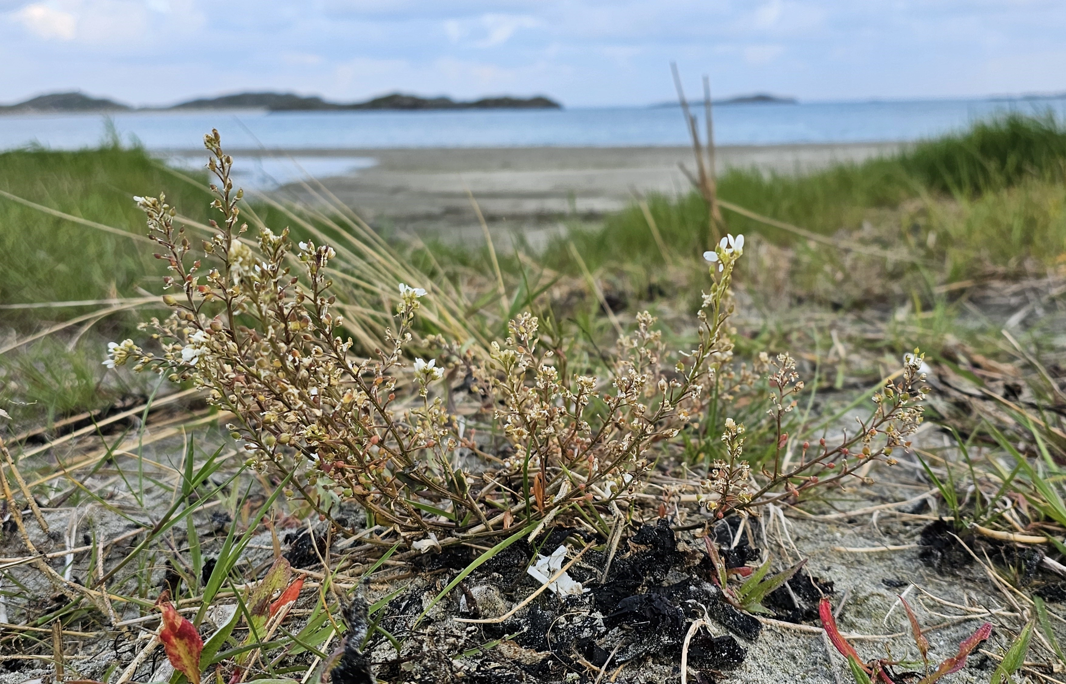 : Cochlearia anglica.