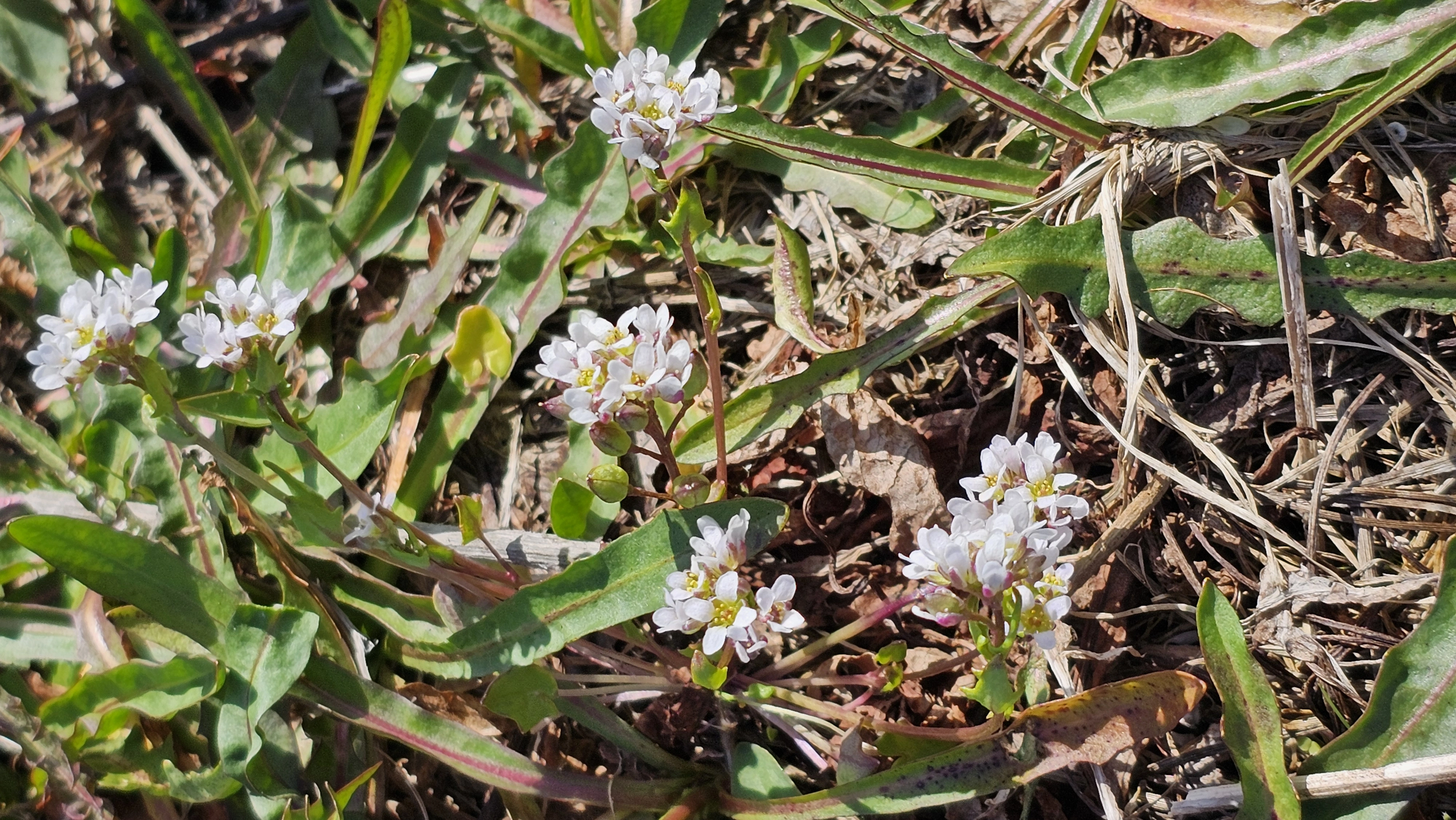 : Cochlearia danica.