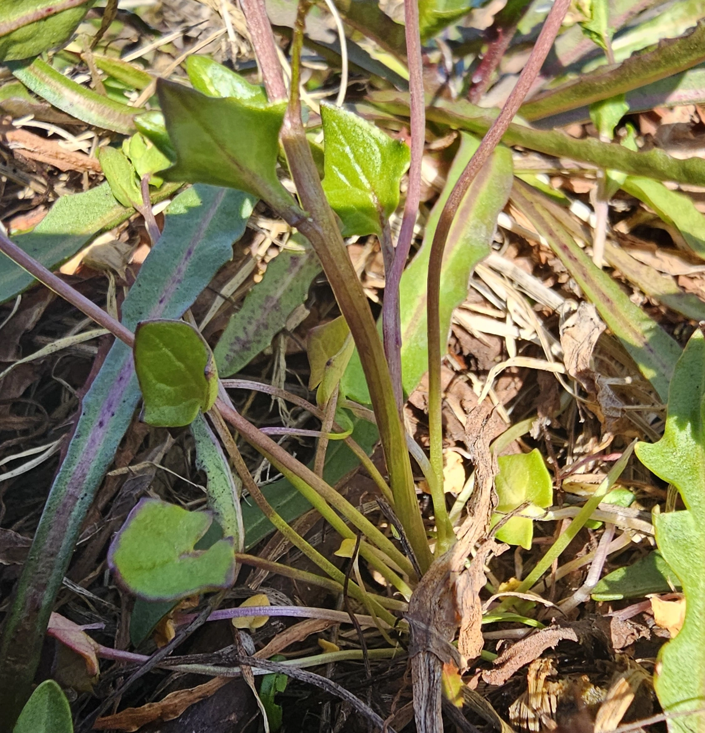 : Cochlearia danica.