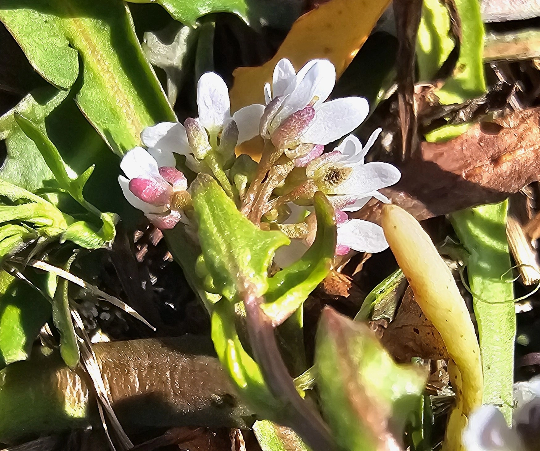 : Cochlearia danica.