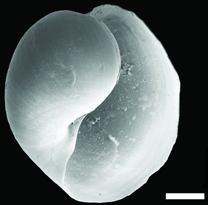 : Diaphana hiemalis.