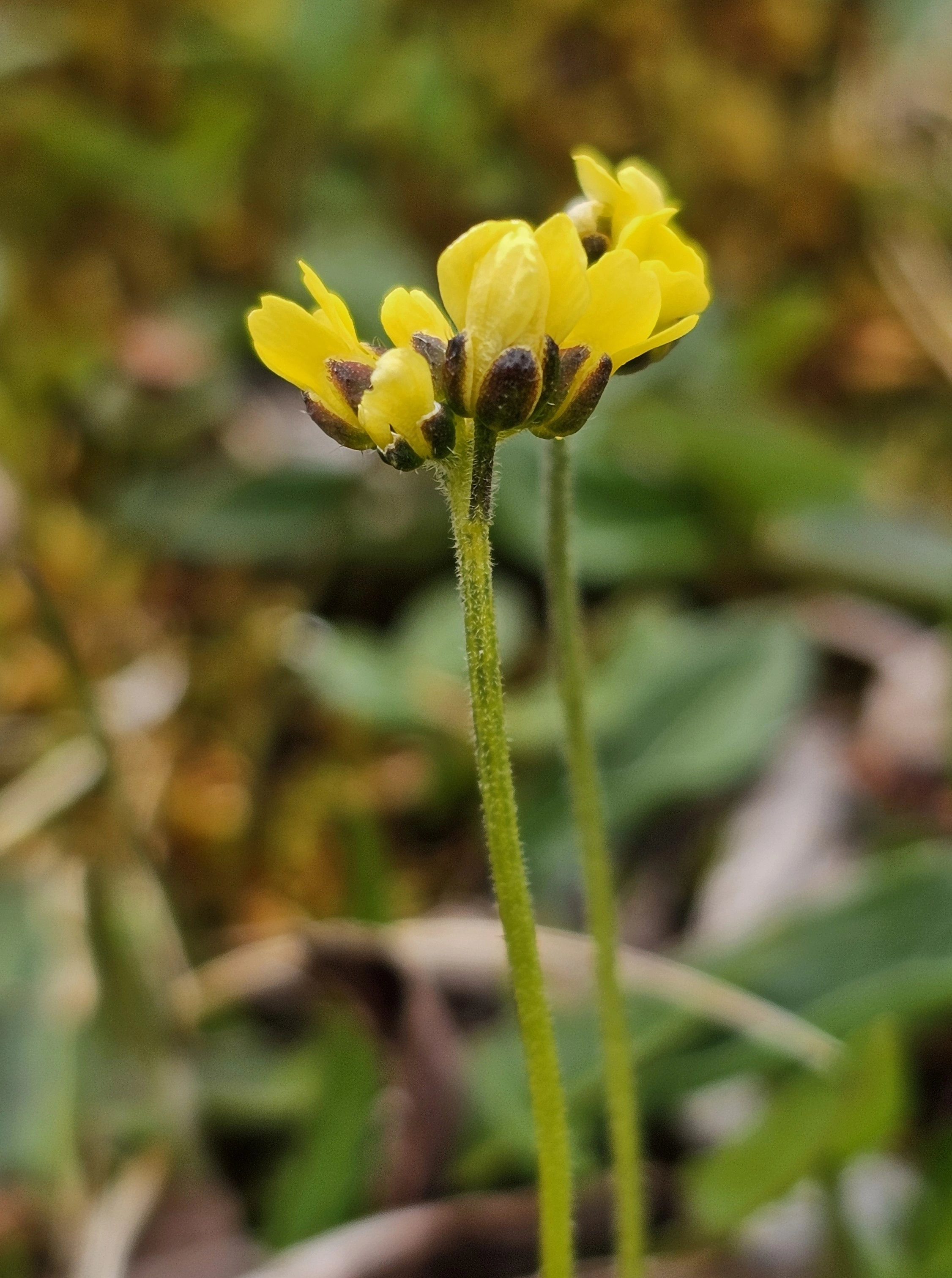 : Draba alpina.