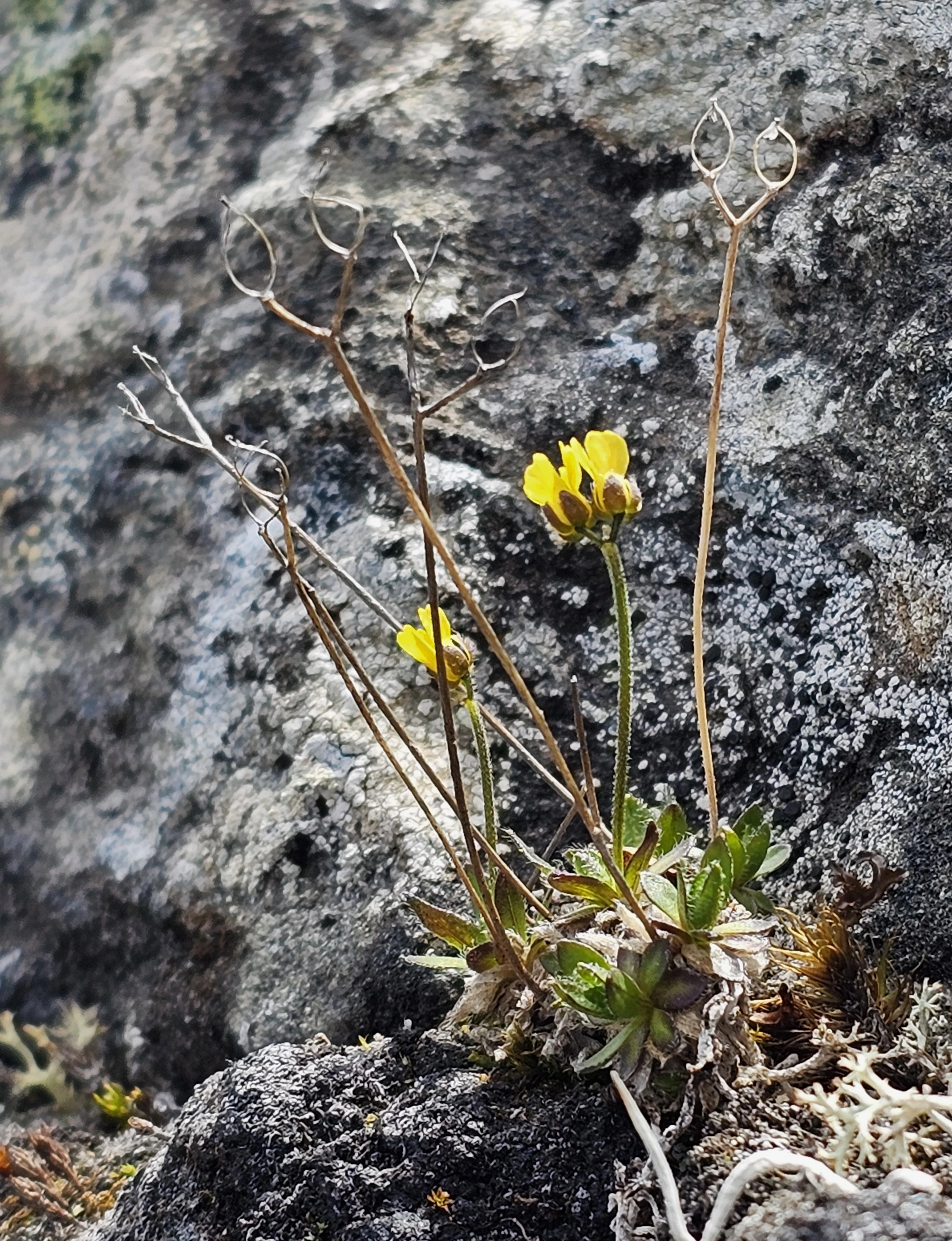 : Draba alpina.