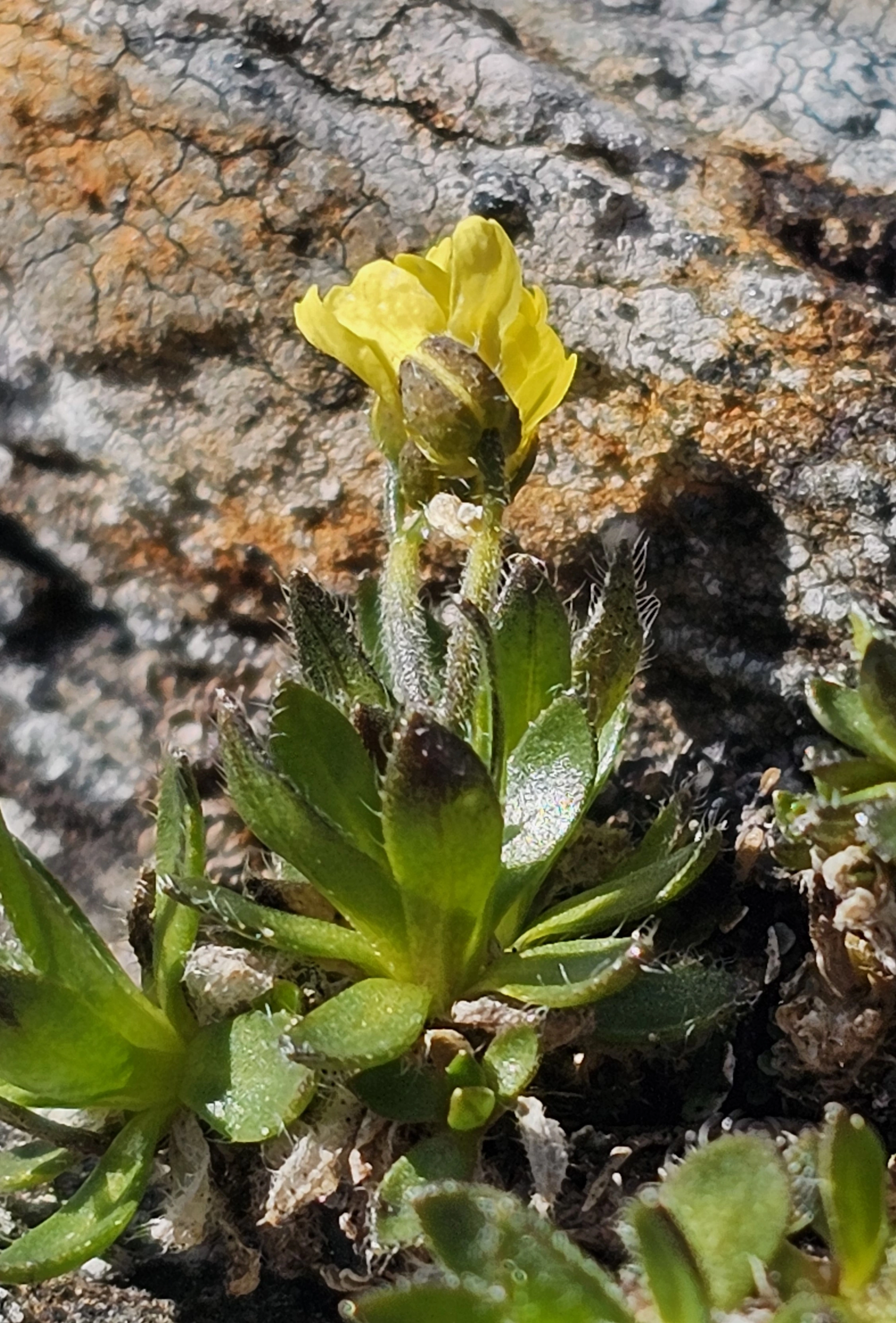 : Draba alpina.