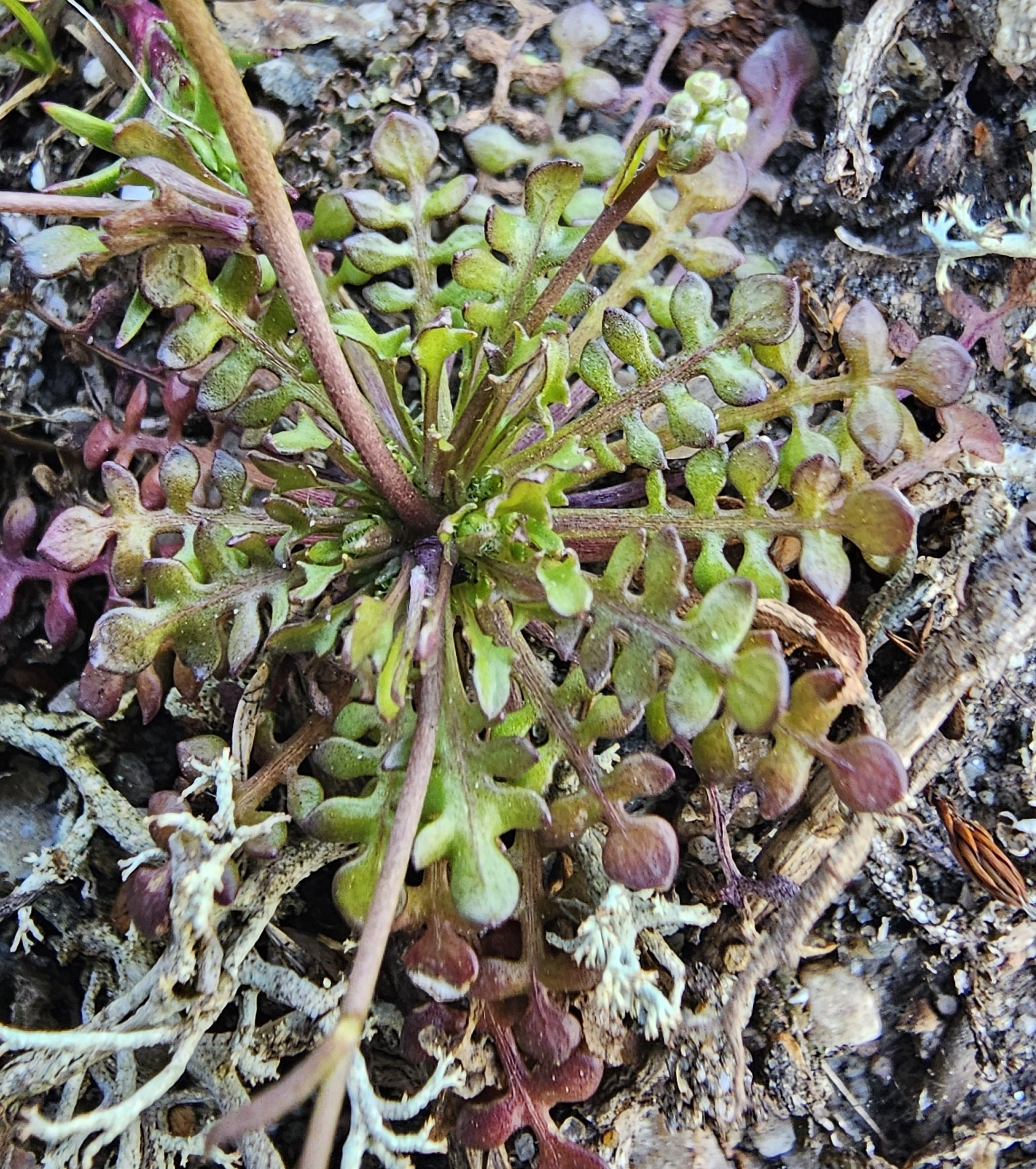 : Teesdalia nudicaulis.