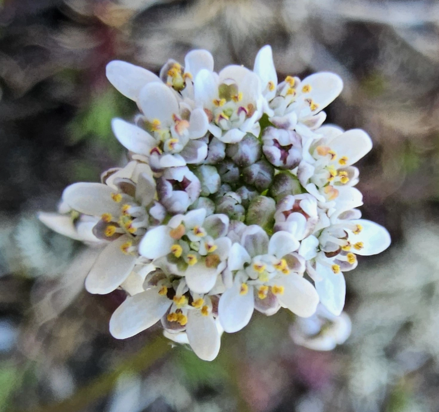 : Teesdalia nudicaulis.