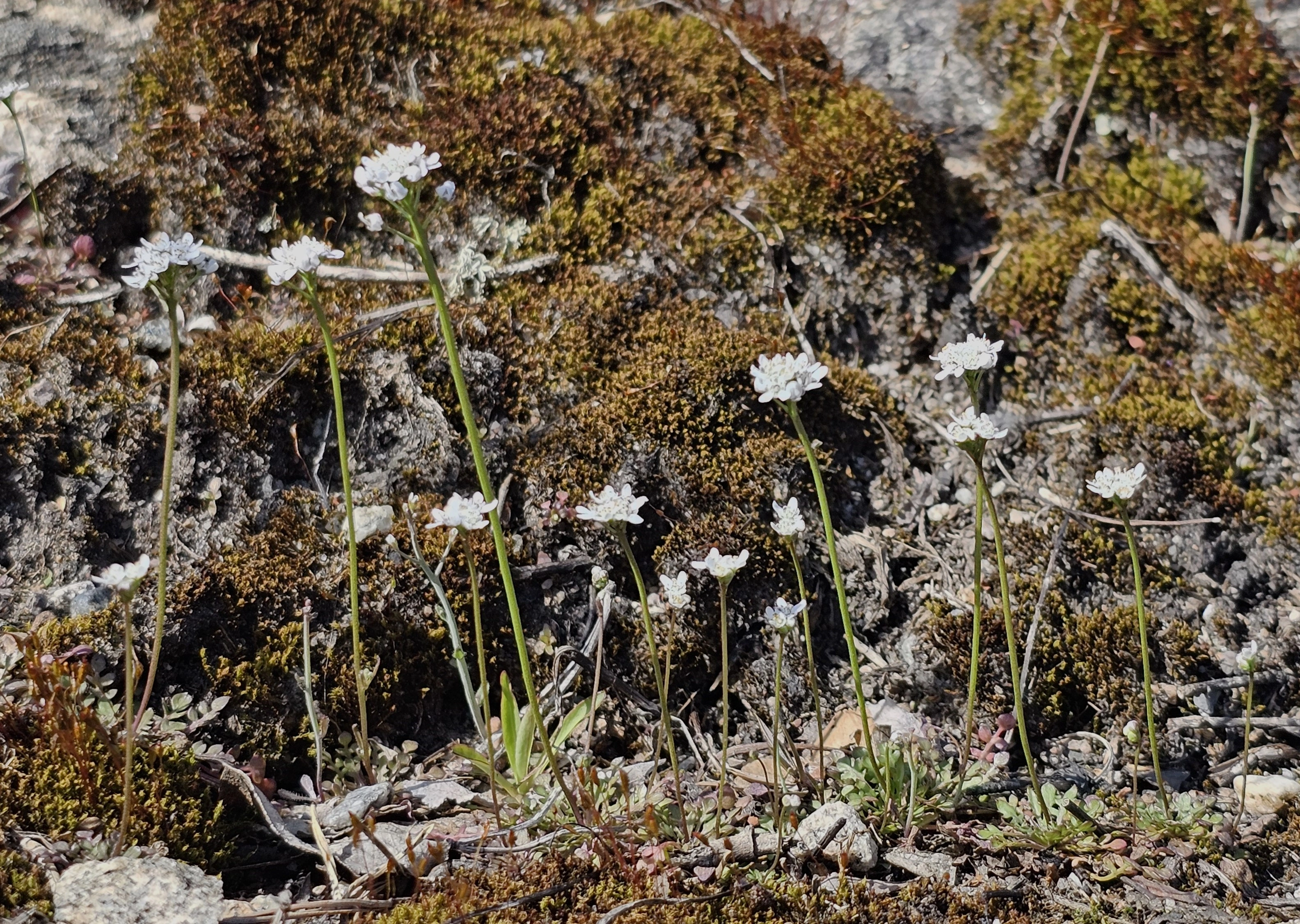 : Teesdalia nudicaulis.