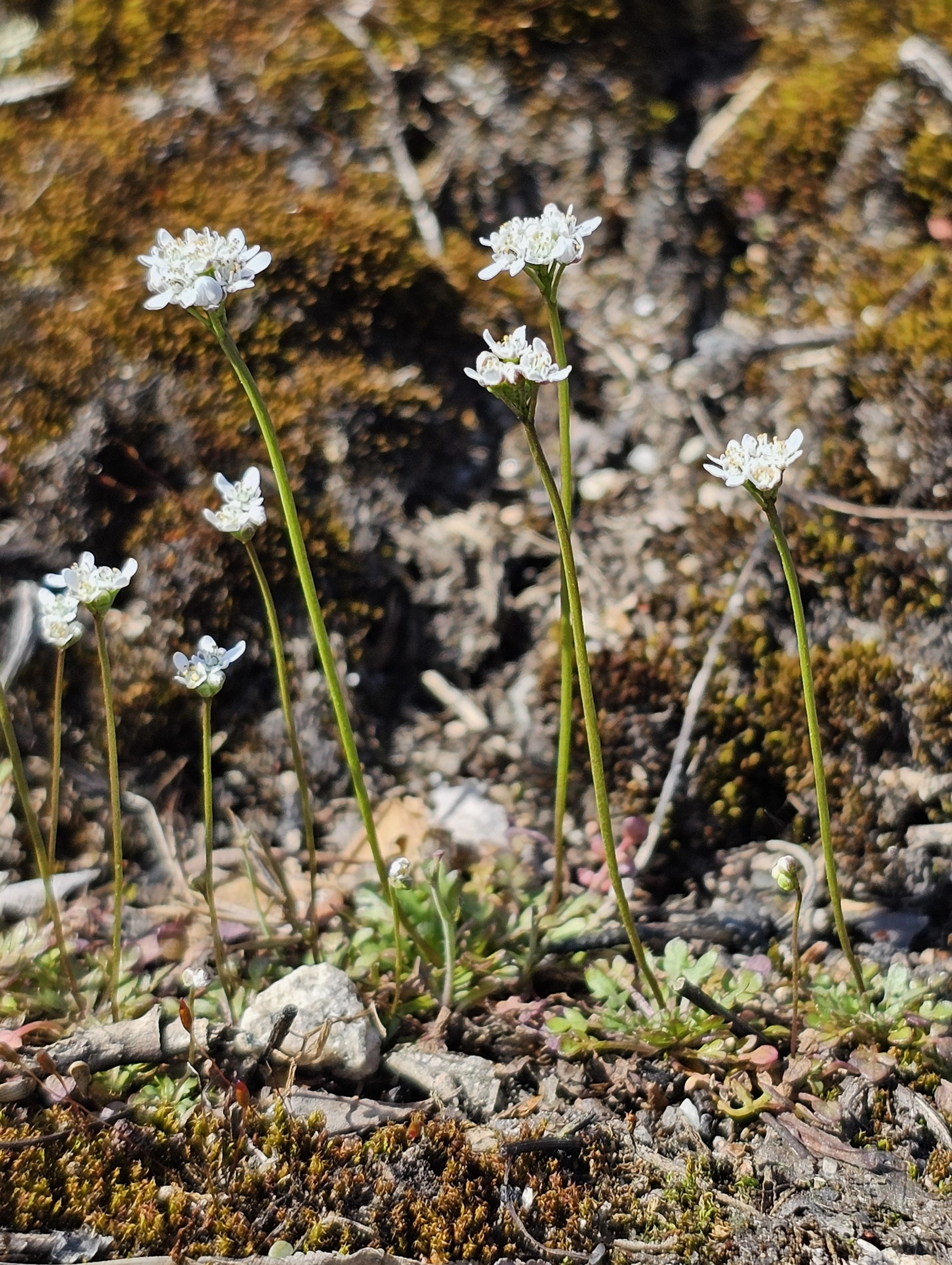 : Teesdalia nudicaulis.