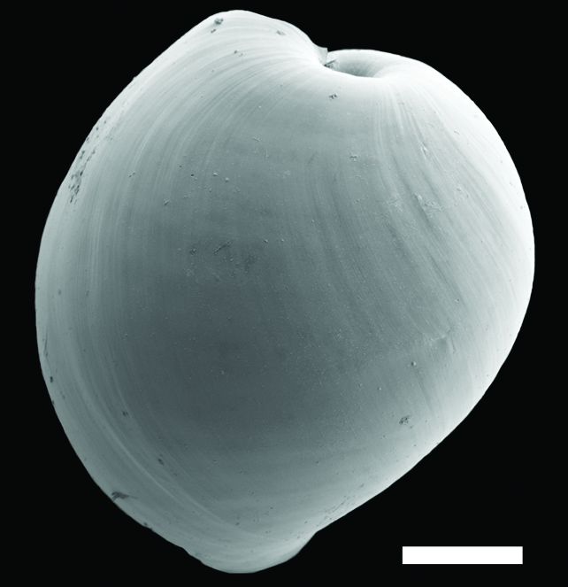 : Diaphana hiemalis.