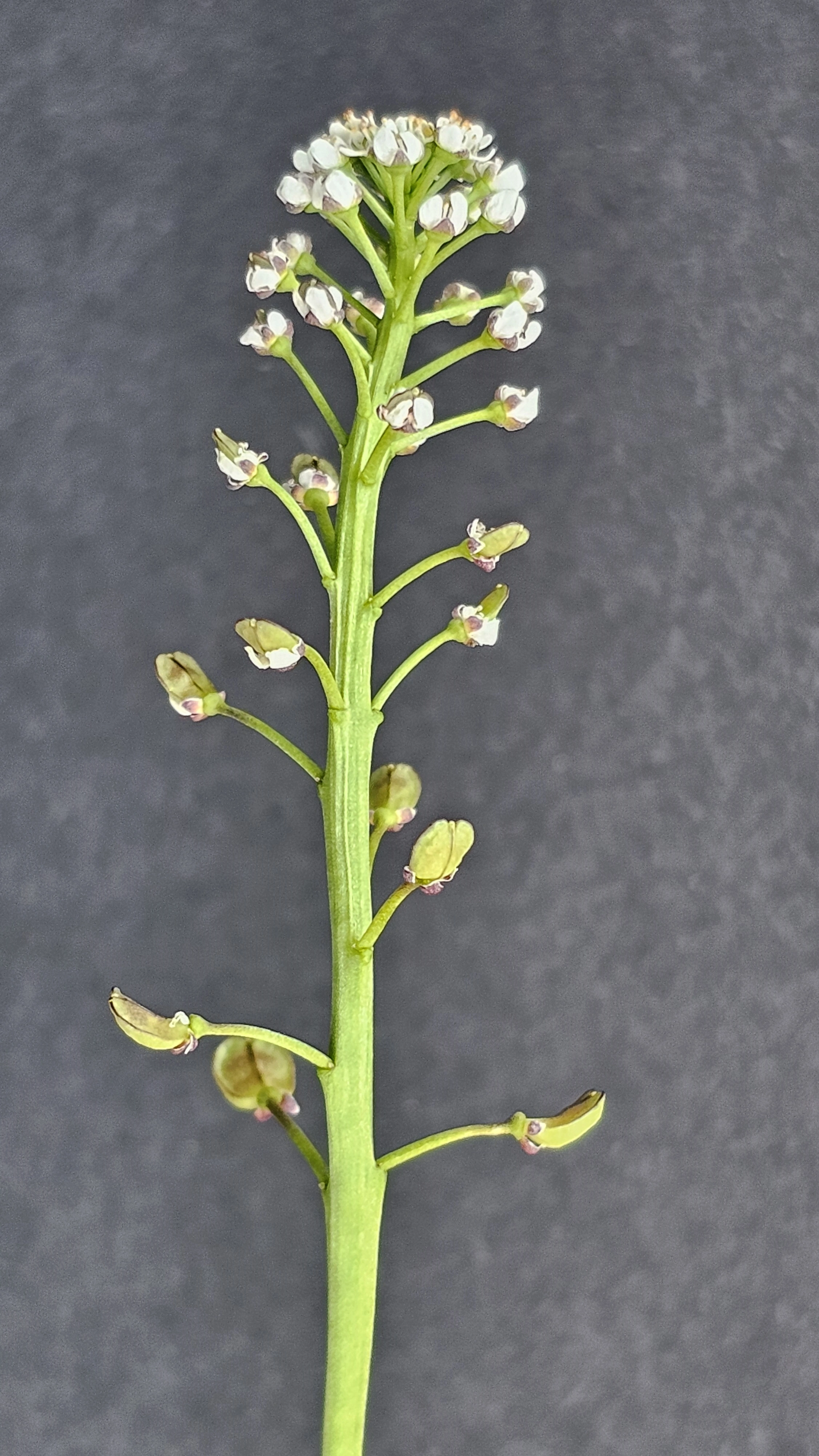 : Teesdalia nudicaulis.