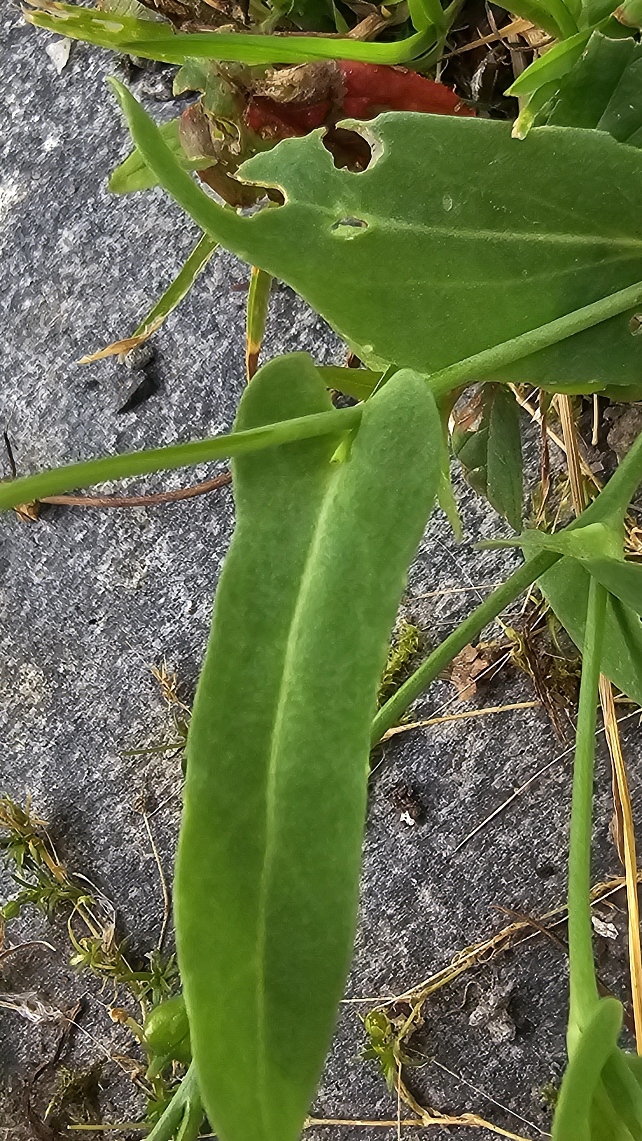 : Myagrum perfoliatum.