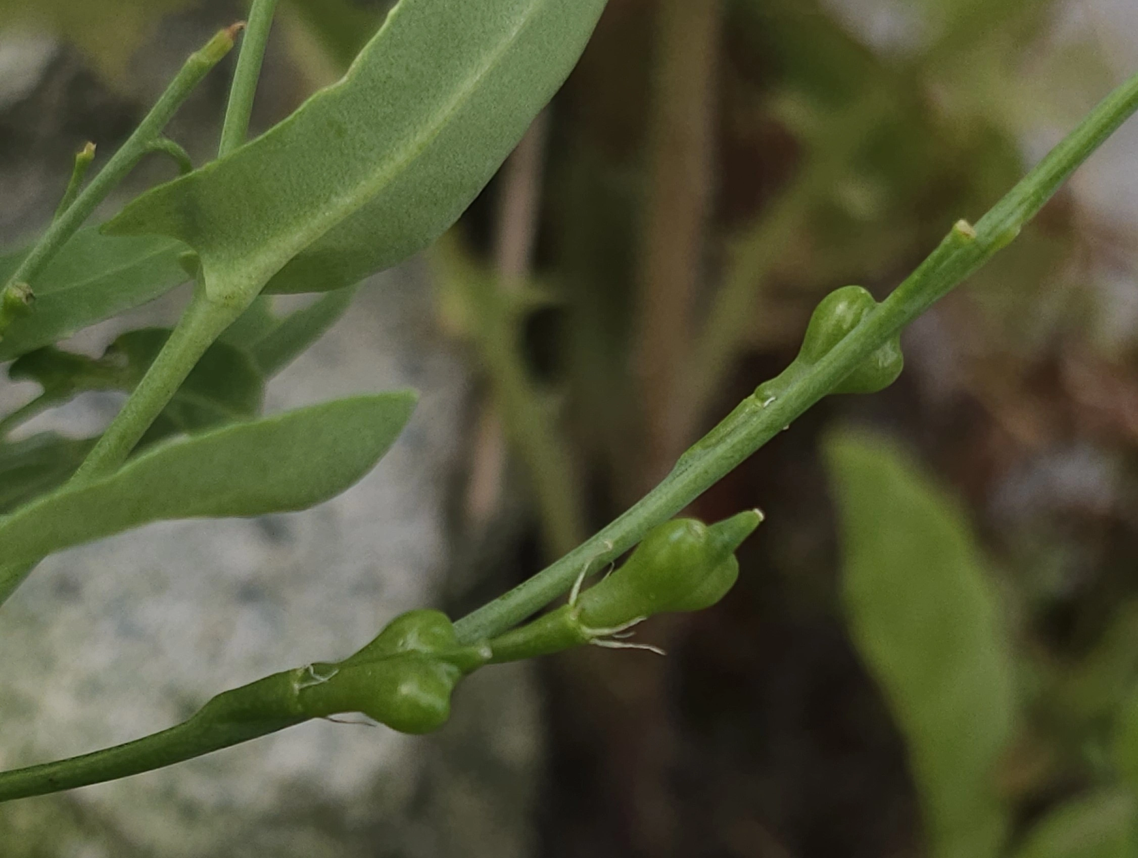 : Myagrum perfoliatum.