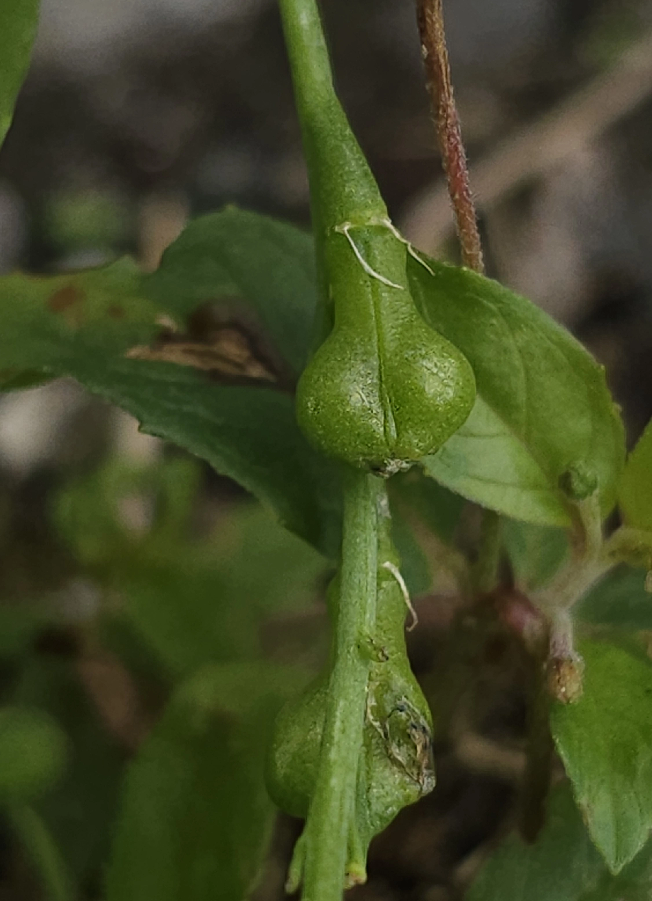 : Myagrum perfoliatum.