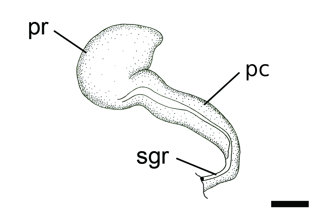 : Diaphana lactea.