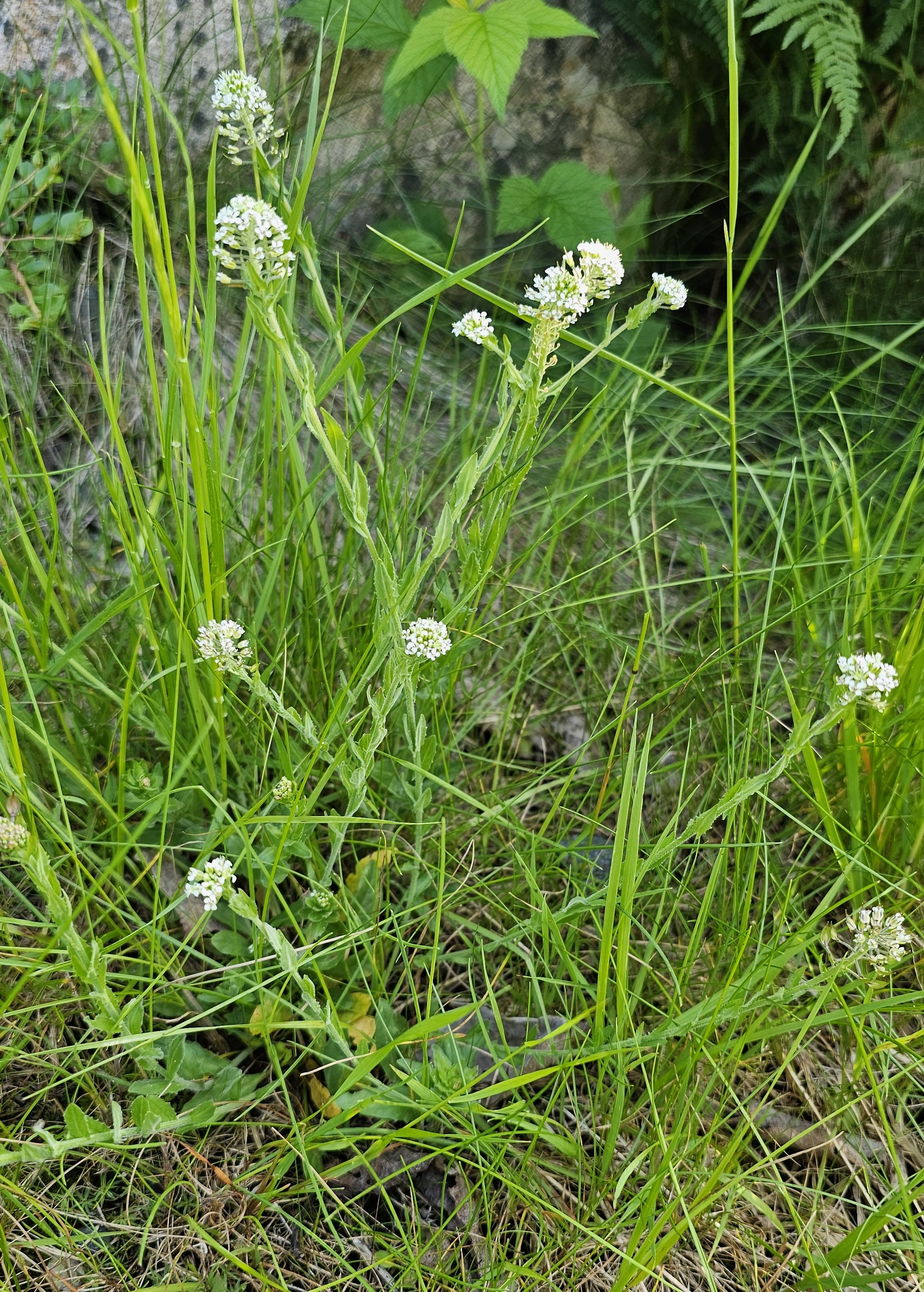 : Lepidium heterophyllum.