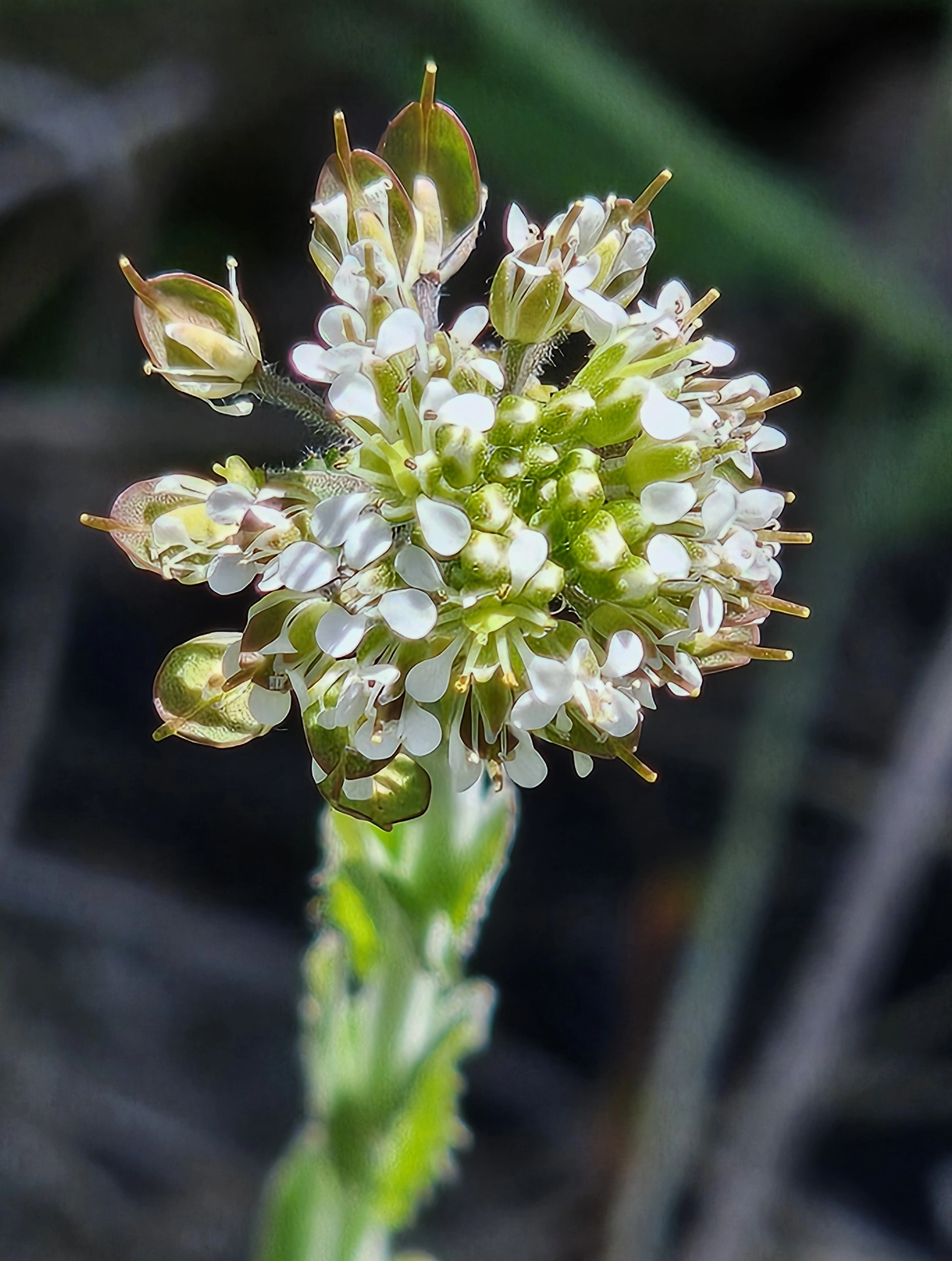 : Lepidium heterophyllum.