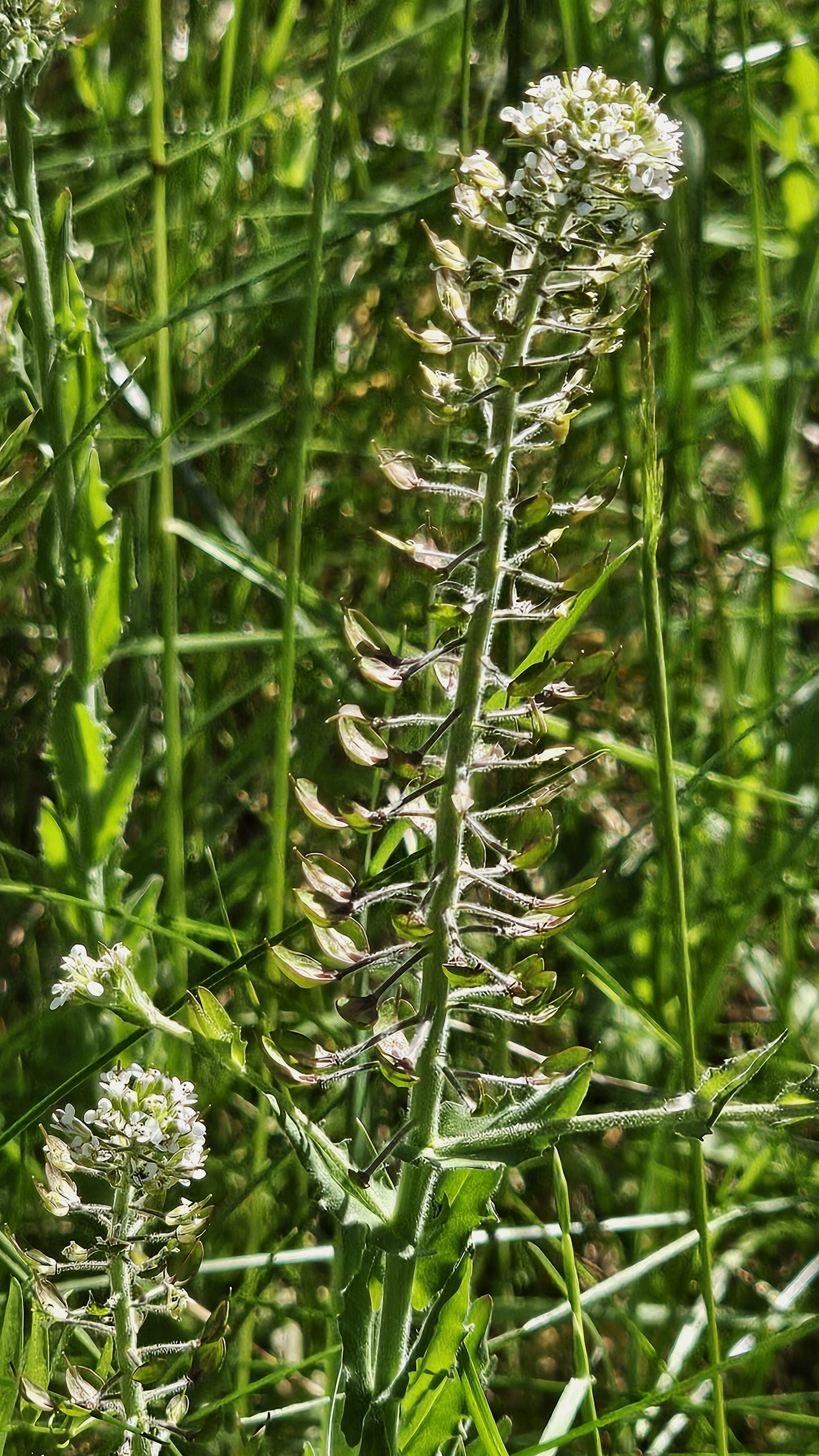 : Lepidium heterophyllum.